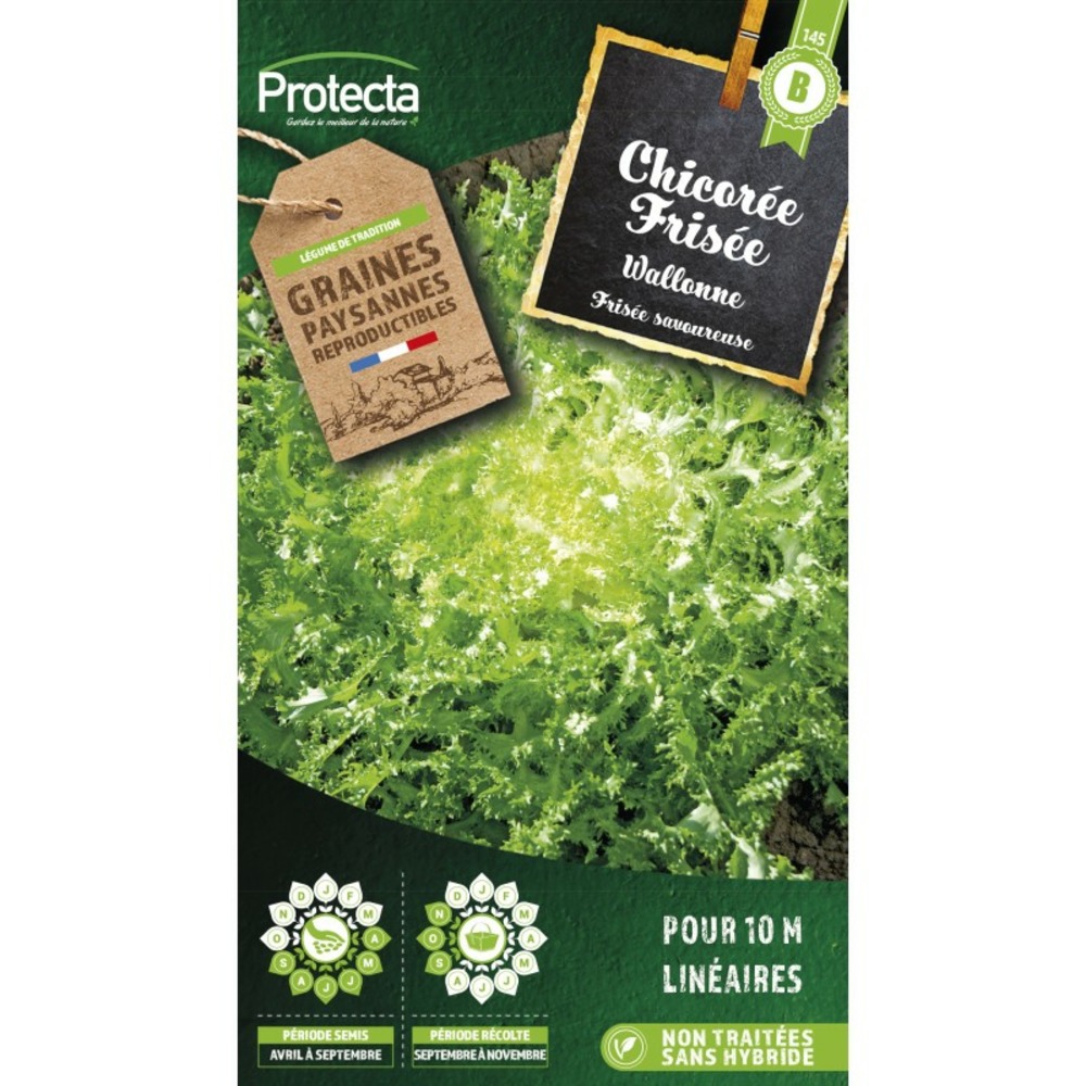Graines paysannes - chicorée frisée wallonne