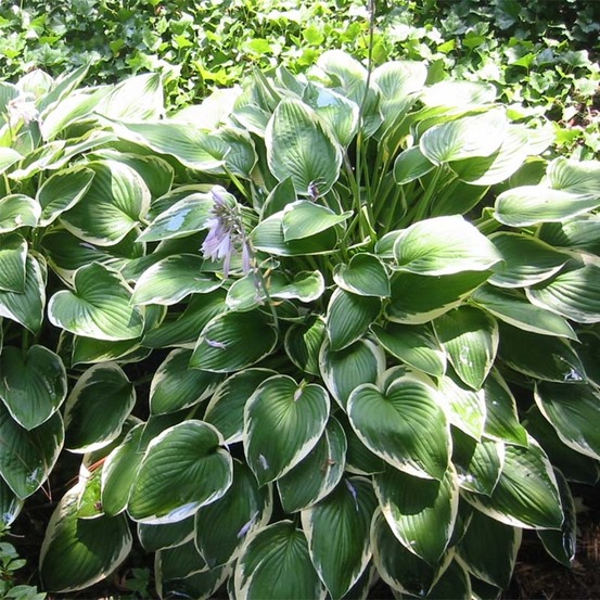 Hosta fortunei 'francee' godet de 8/9 cm