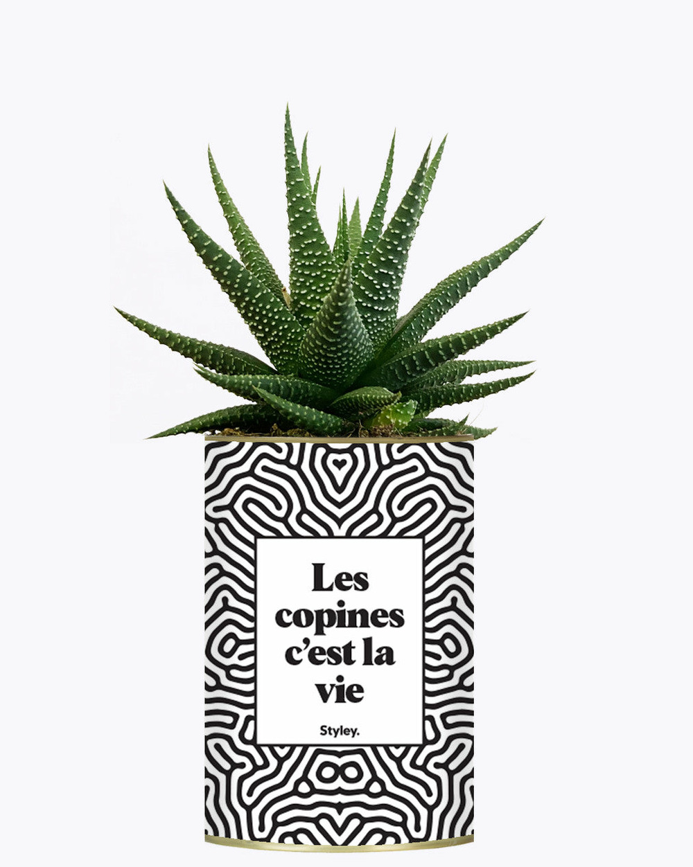 Plante drôle - les copines c'est la vie - plante