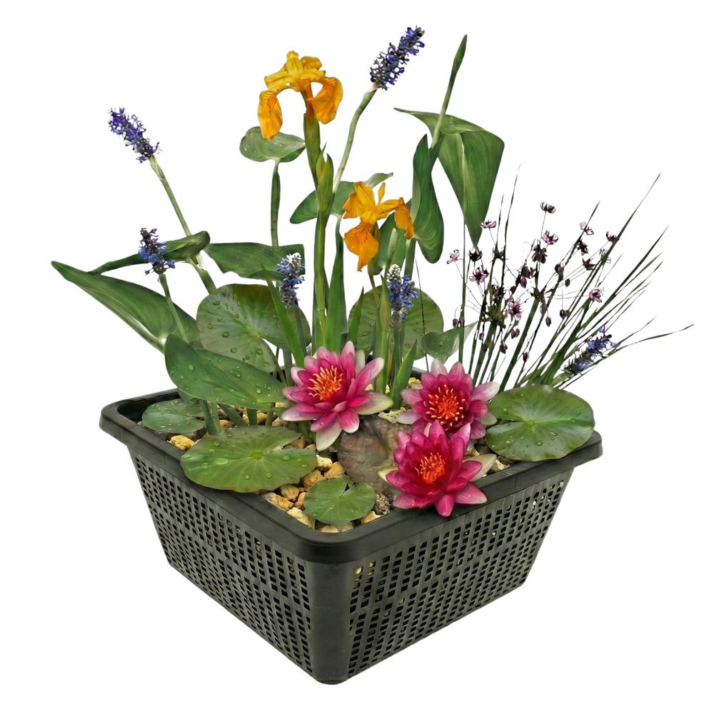 Mini plantes de bassin rouges - 4 plantes avec panier