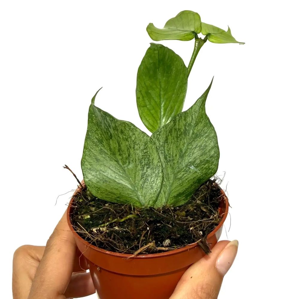Hoya polyneura 'silver' - pot de 8cm - plantes d'intérieur