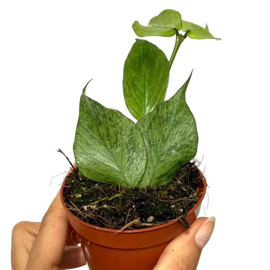 Hoya polyneura 'silver' - pot de 8cm - plantes d'intérieur