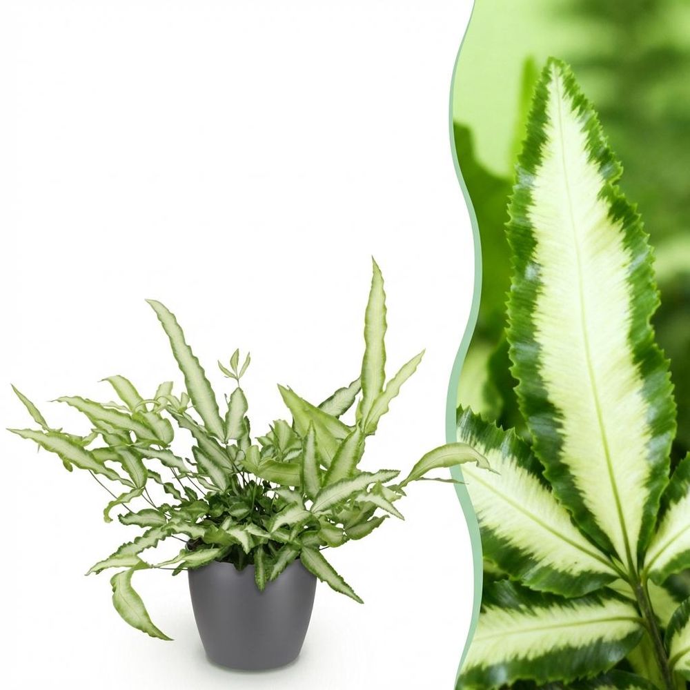 Pteris cretica albolineata - pet-friendly - plante fougère - pot de 12cm - hauteur 20-30cm - plantes d'intérieur