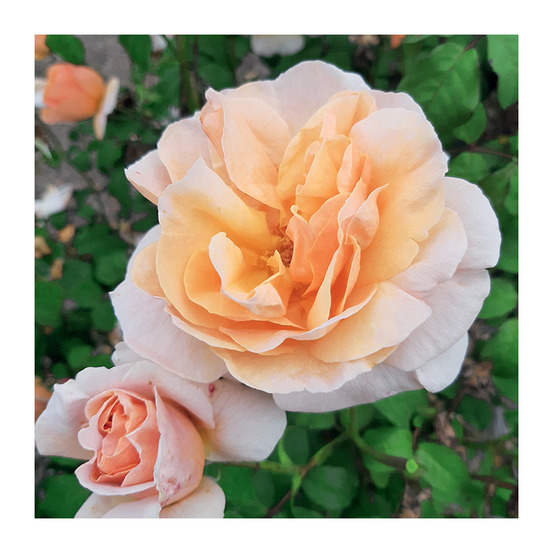 Rosier buissonnant orange floriana® visblopet