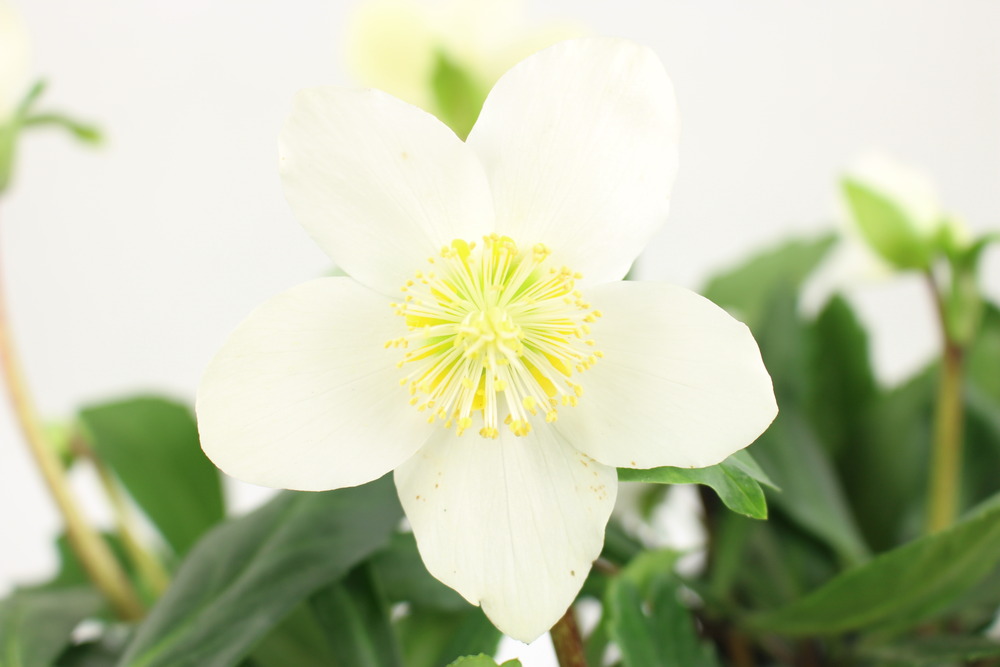 Hellebore niger pot de 14 cm