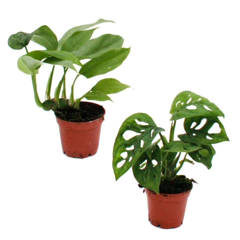Mini plantes - ensemble avec 2 monstera différents - feuille de fenêtre - idéal - bébé plante dans un pot de 5,5 cm