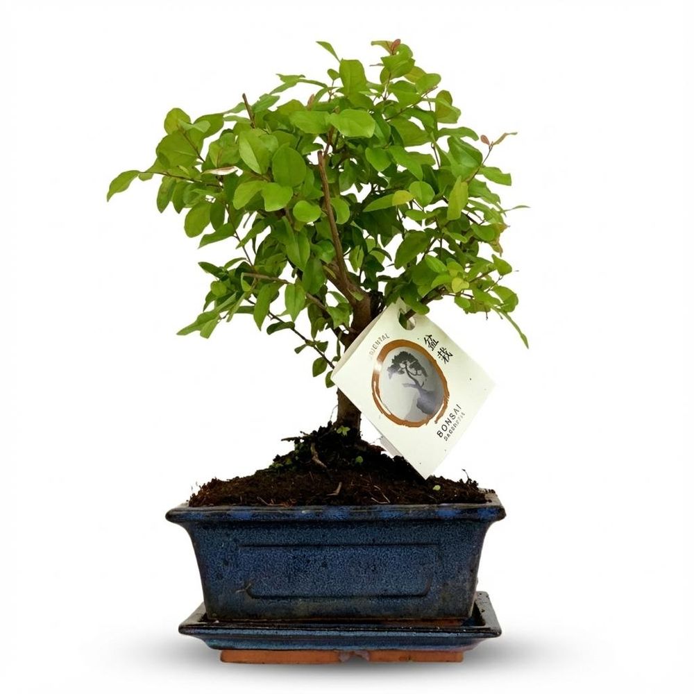Bonsai boule - hauteur 25-30cm (céramique)