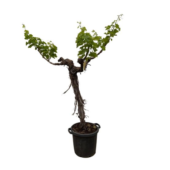 Pied de vigne (vitis vinifera) tige ramifiée - h200-220 cm - ø35-55 cm