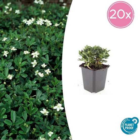 Potentille tridentée 'nuuk' x20 – entre 1,25 et 1,67m2