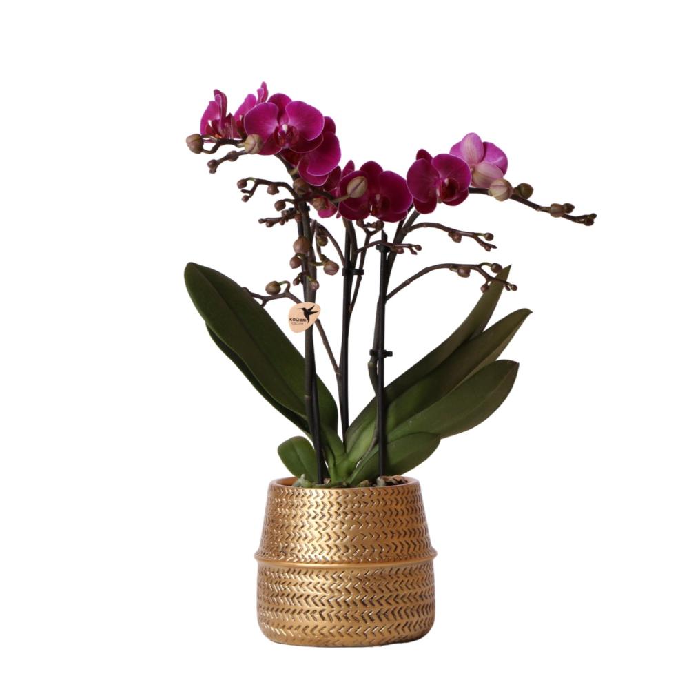 Plante d'intérieur - orchidée mauve et son cache-pot doré - plante d'intérieur fleurie 35cm