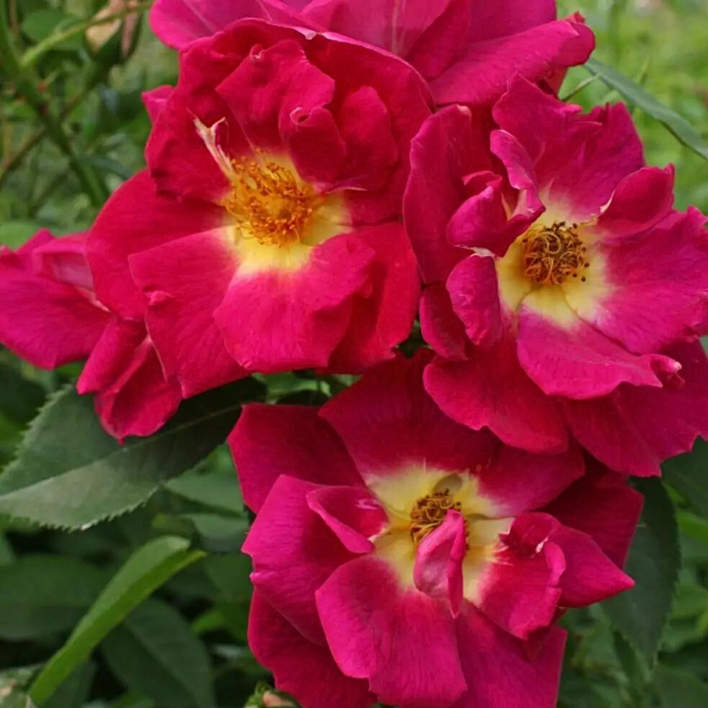 Petit rosier arbustif violet weg der sinne en pot 3l