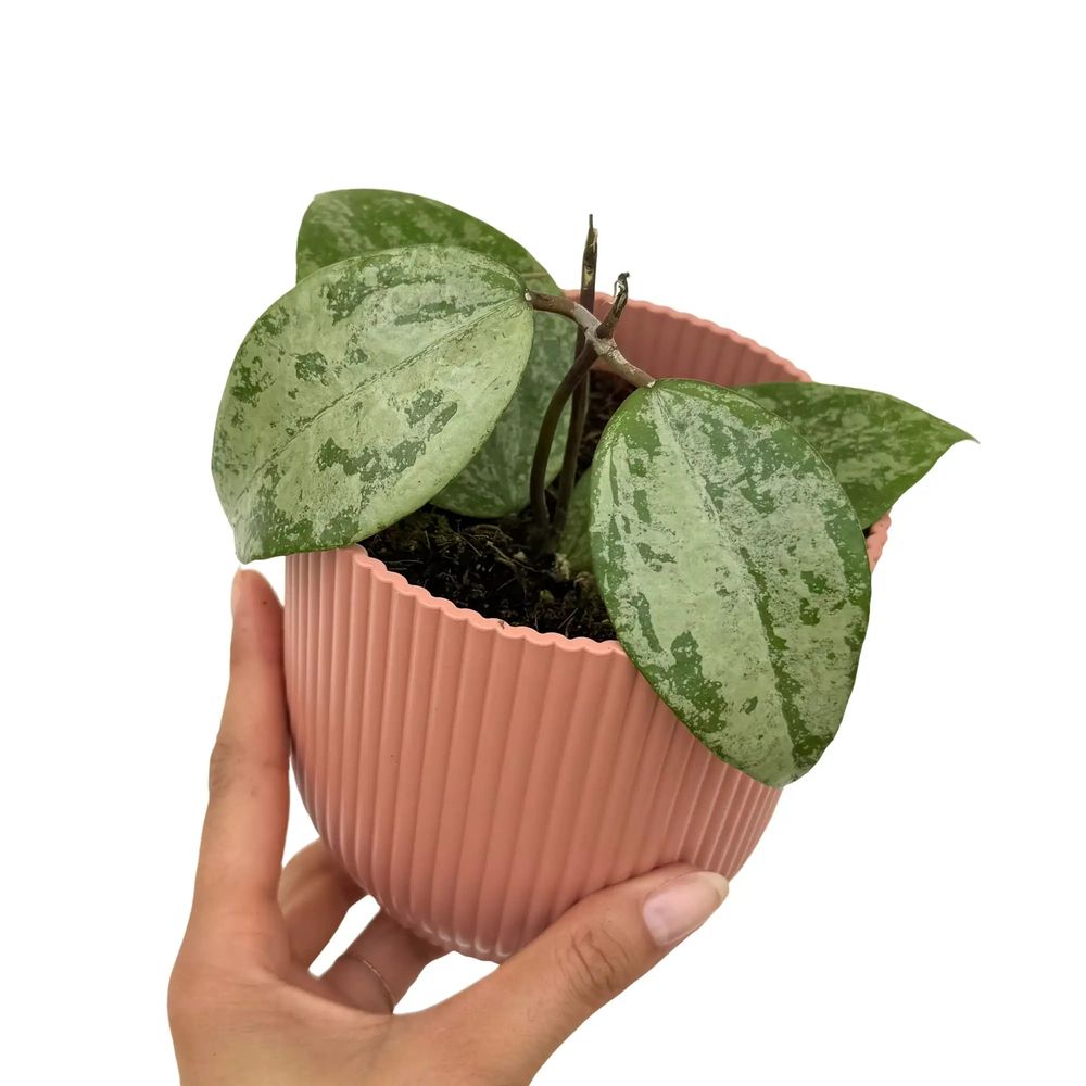 Hoya verticillata nganjuk - pot de 10,5cm - plantes d'intérieur
