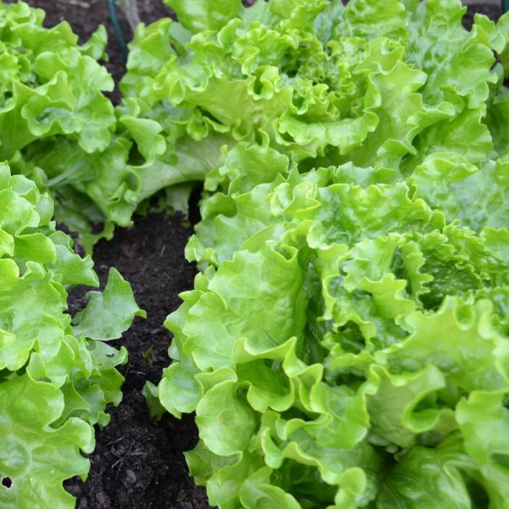 Graines de laitue batavia de pierre bénite - vilmorin sachet