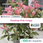 100 x photinia pink crispy en godet