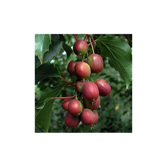 Actinidia arguta ken's red ( kiwai, nergi, kiwi de sibérie, kiwi nain) pot de 2 litres ? 40/60 cm