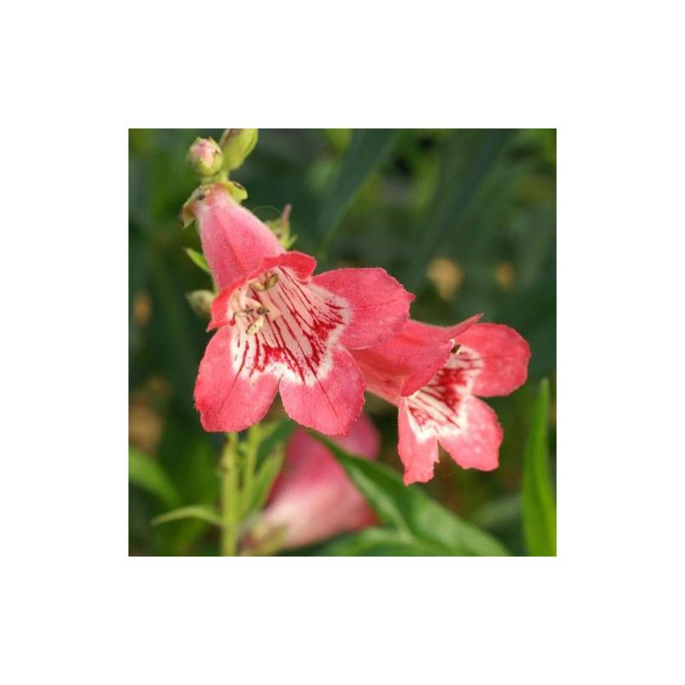 Penstemon souvenir d'adrien régnier godet - 5/20 cm