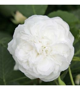 Rosier ancien bourbon 'boule de neige' pot de 4l/5l