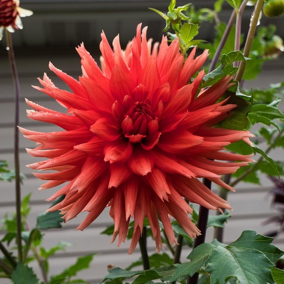Dahlia cactus nain 'park idylle' bulbe calibre i