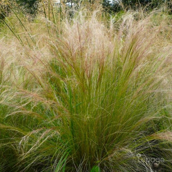 2 Cheveux d'Ange (Stipa Tenuifolia) - Vend…