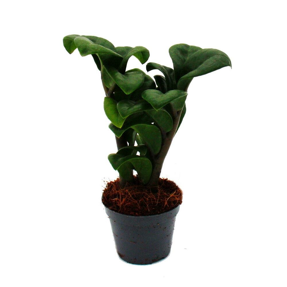 Mini plante - palmier zamio - zamioculcas zamiifolia - plume porte-bonheur - facile d'entretien - baby-plant - pot 5,5cm