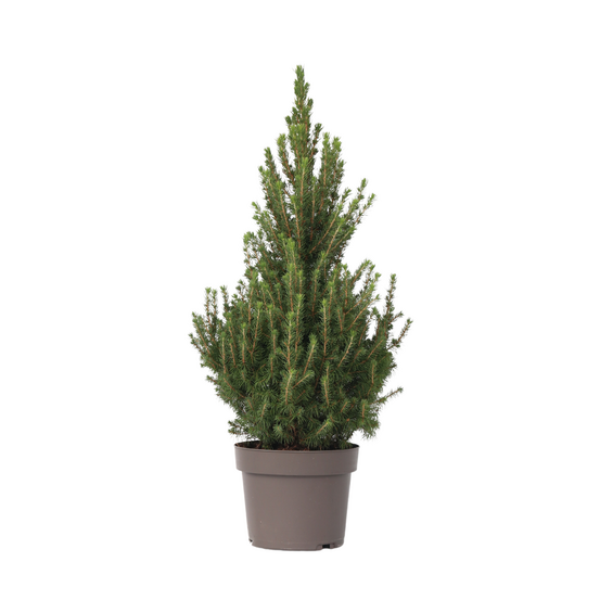 Épinette blanche - picea glauca conica 'december' - hauteur 55cm - ⌀21cm