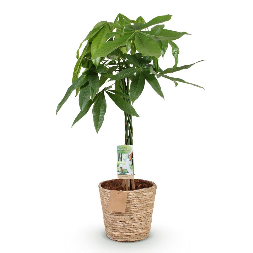 Pachira aquatica - arbre à argent - pot de 21cm - hauteur 80-90cm
