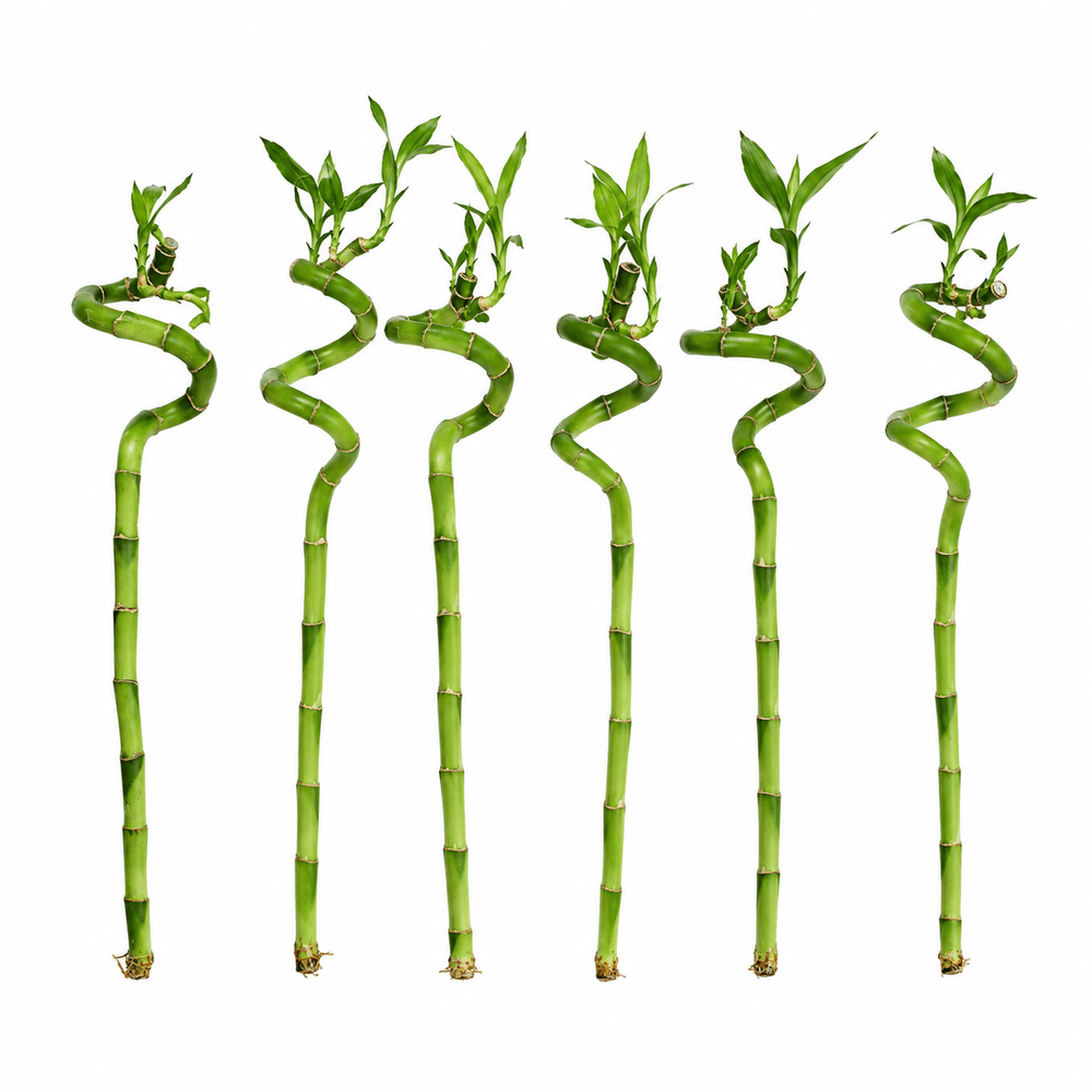 Lot de 6 bambous porte-bonheur - dracaena sanderiana - 40-45 cm - plante d'intérieur feng shui