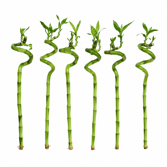 Lot de 6 bambous porte-bonheur - dracaena sanderiana - 40-45 cm - plante d'intérieur feng shui