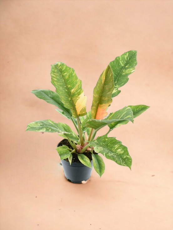 Philodendron ring of fire