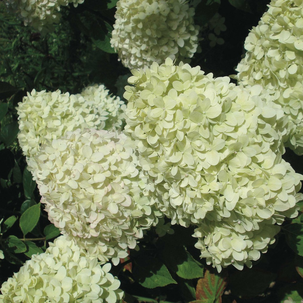 Hortensia paniculé 'limelight' pot de 6l/7l