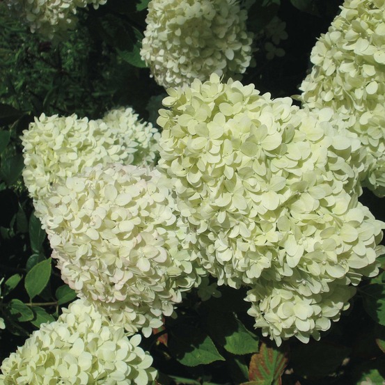 Hortensia paniculé 'limelight' pot de 6l/7l