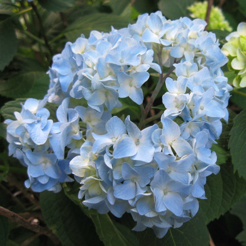 Hortensia 'nikko blue' godet de 8/9 cm