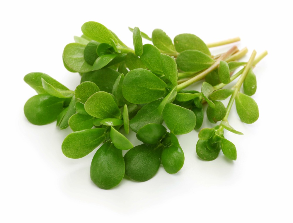 Sachet de graines de pourpier doré à large feuille - sachet de 3 grammes - petite entreprise française