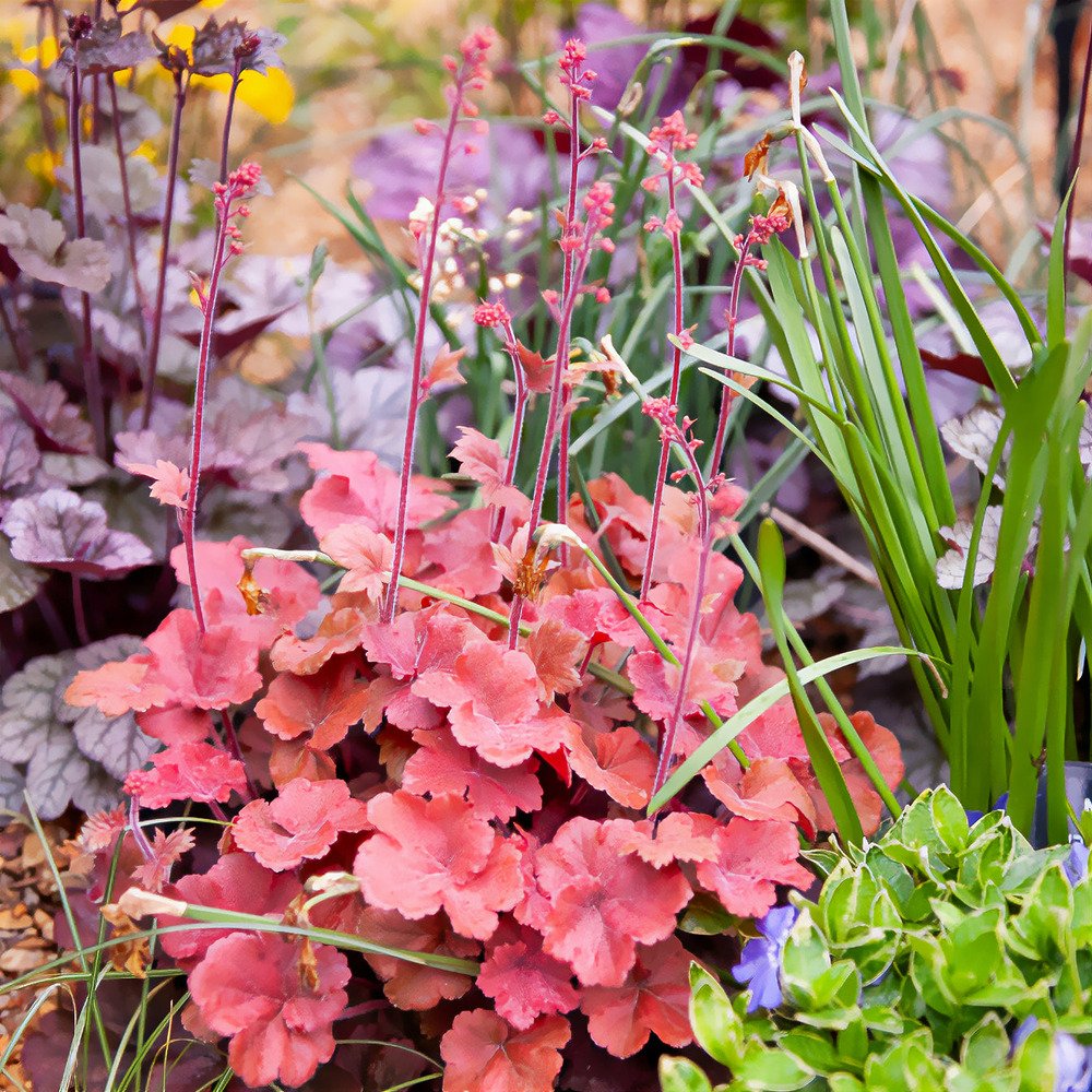 Heuchère cherry cola - le pot / ø 9cm