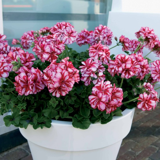3 géraniums-lierre bicolores - les 3 pots / ø 10.5cm