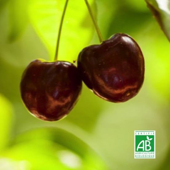 Cerisier bigarreau 'sunburst' bio (prunus avium 'sunburst')
