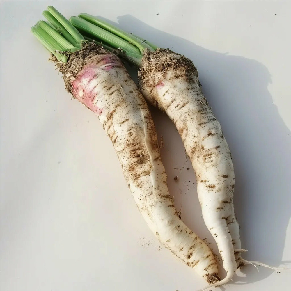 150 graines de raifort champêtre - semisauvage permaculture