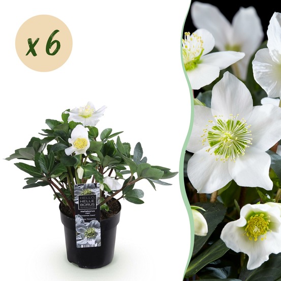 Helleborus christmas carol – lot de 6 – pot 10,5 cm
