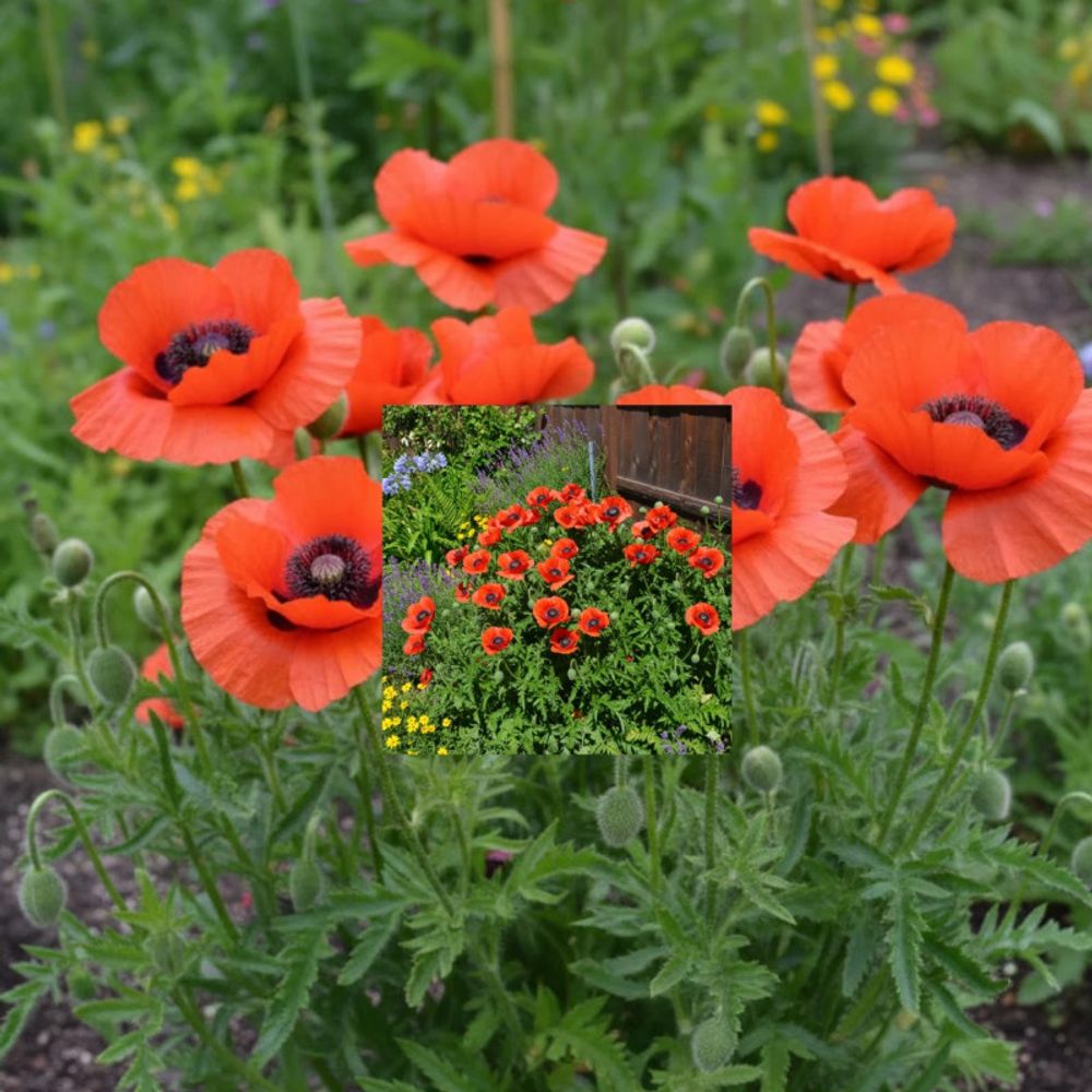Pavot orientale beauty of livermere godet - 5/20 cm