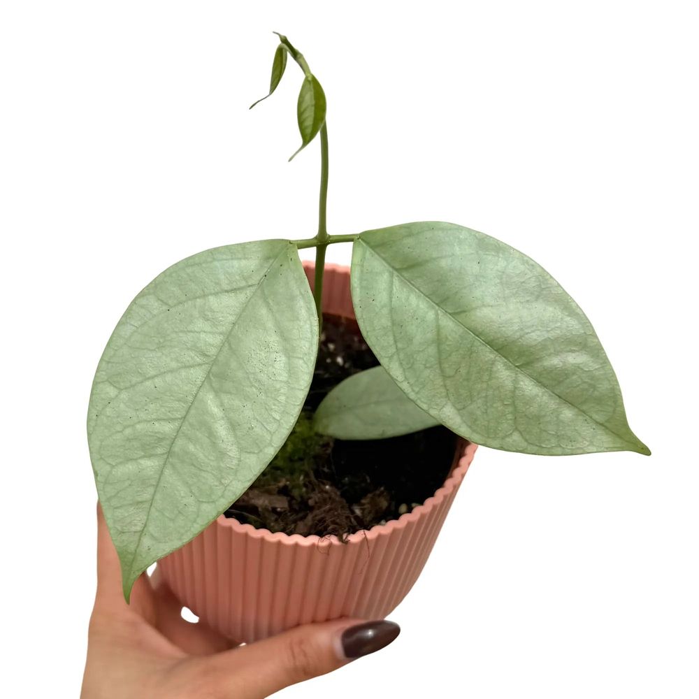 Hoya coriacea silver - plantes d'intérieur