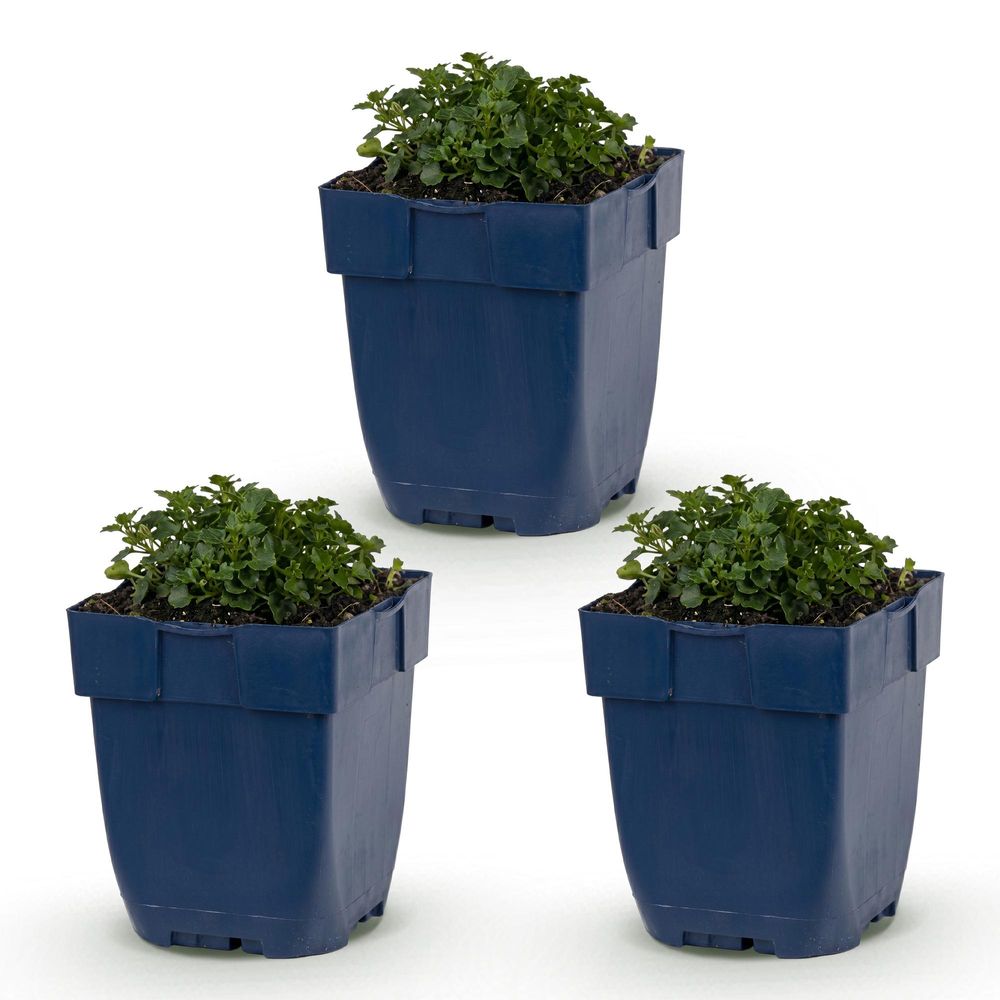 Campanule - lot de 3 - pot 11 cm - hauteur 25 cm