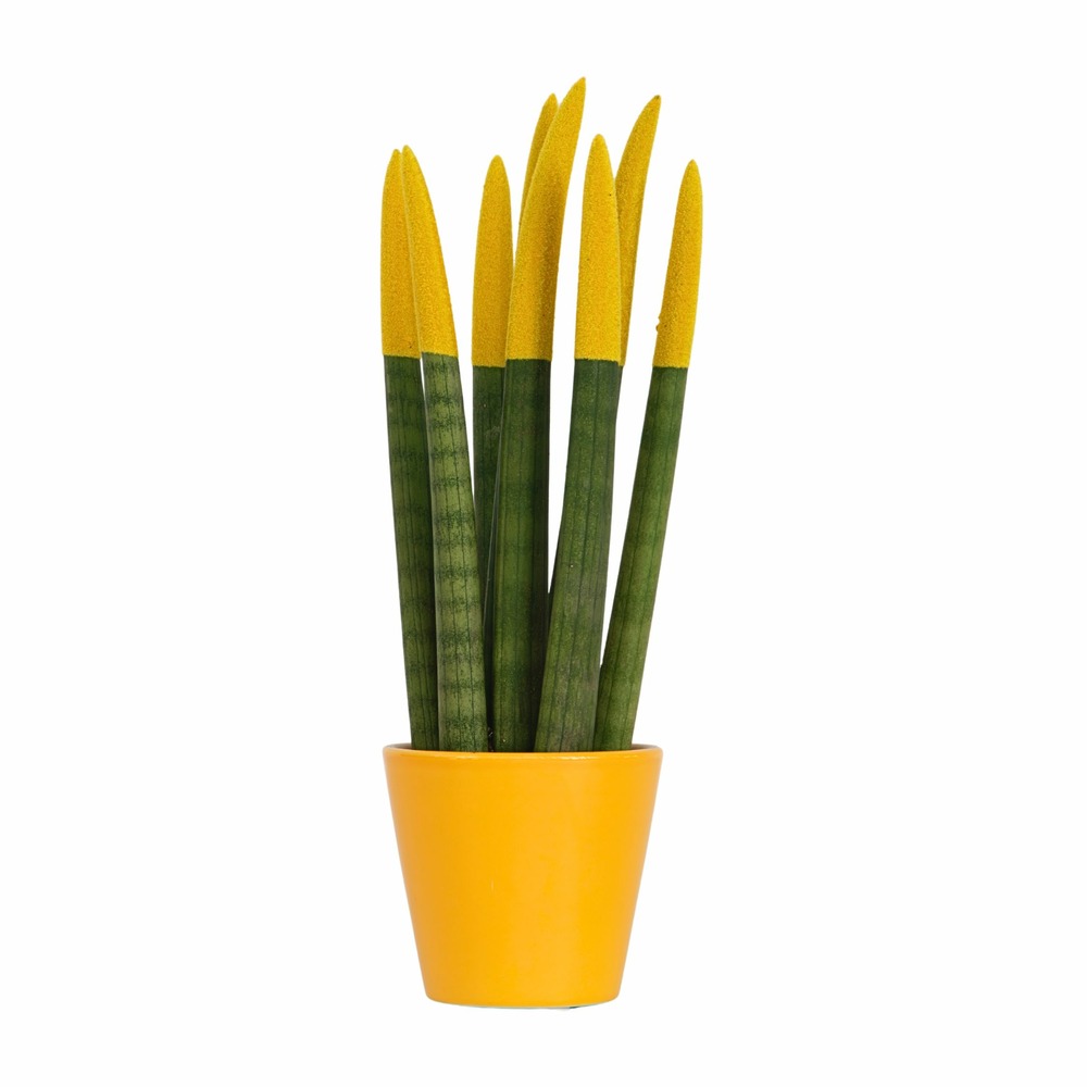 Sansevieria cylindrique - hauteur 20-40cm - pot 9cm