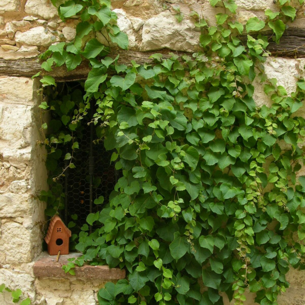 Vigne vierge tricuspidata veitchii pot de 3l - echelle bambou 60/120 cm