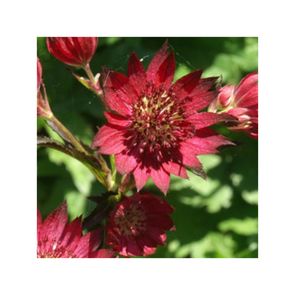 Astrance major claret lot de 3 godets