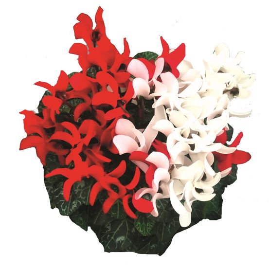 Cyclamen mini duo pot 12 cm deco