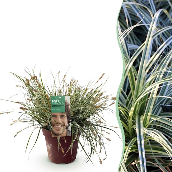 Carex oshimensis everest – pot 17 cm – hauteur 50 cm