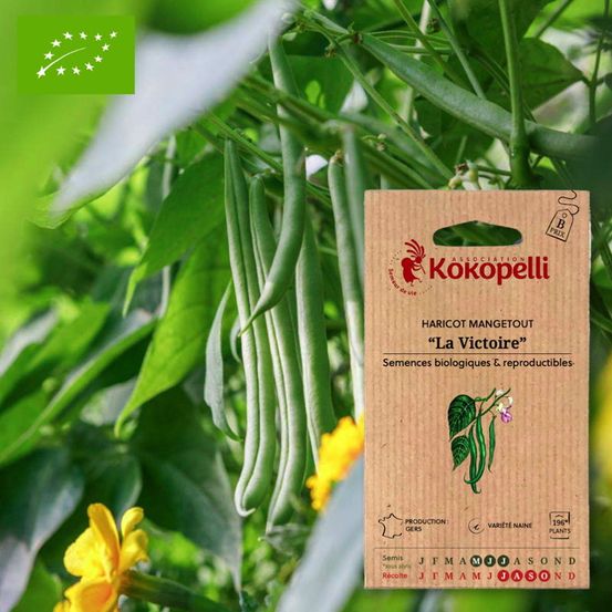 Haricot mangetout nain la victoire- graines bio à semer
