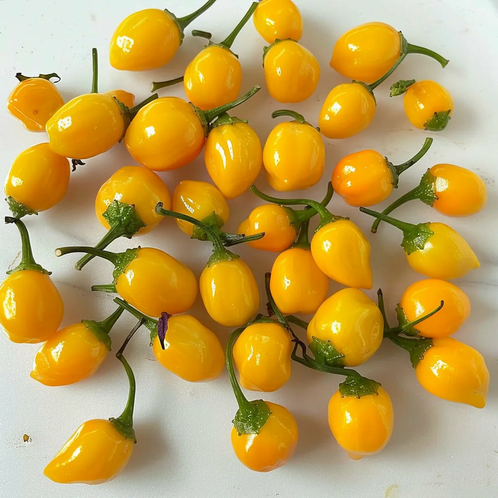 25 graines de piment aji charapita - semisauvage permaculture