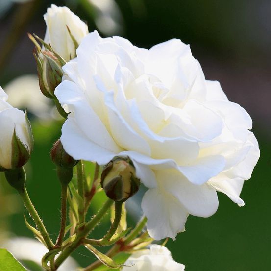 Rosier ancien jeanne moreau® 'meidiaphaz' pot de 10 l - 1/2 tige