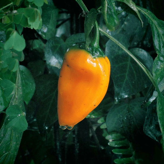 Plant de poivron snackor orange lot de 3 godets